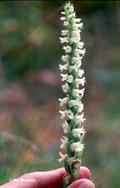 Spiranthes cernua